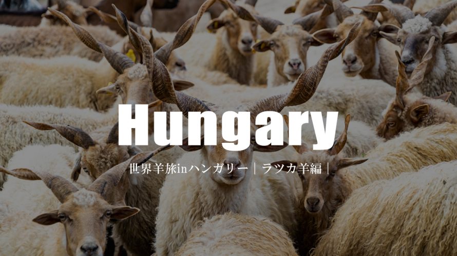 すごく強そう。ハンガリーのラツカ羊。